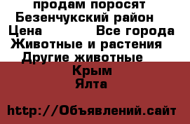 продам поросят .Безенчукский район  › Цена ­ 2 500 - Все города Животные и растения » Другие животные   . Крым,Ялта